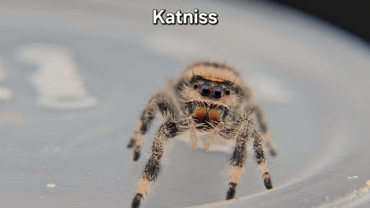 Katniss - Female Regal