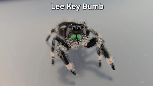 Lee Key Bumb - Male Regal