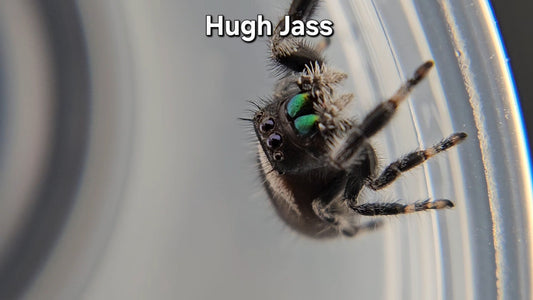 Hugh Jass - Male Regal