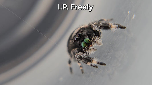 I.P. Freely - Male Regal