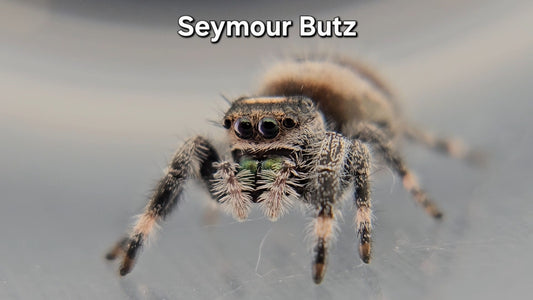 Seymour Butz - Male Regal
