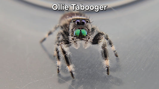 Ollie Tabooger - Male Regal