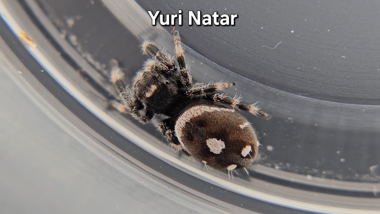 Yuri Natar - Male Regal