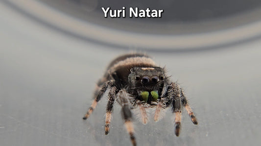 Yuri Natar - Male Regal