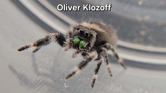 Oliver Klozoff - Male Regal