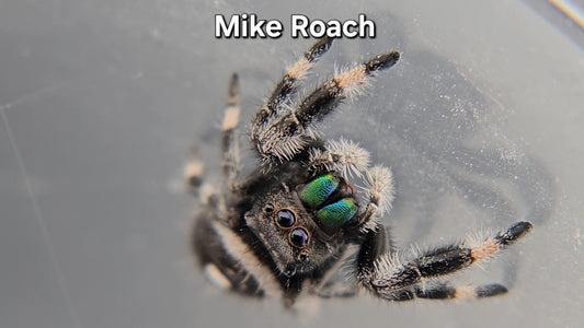 Mike Roach - Male Regal