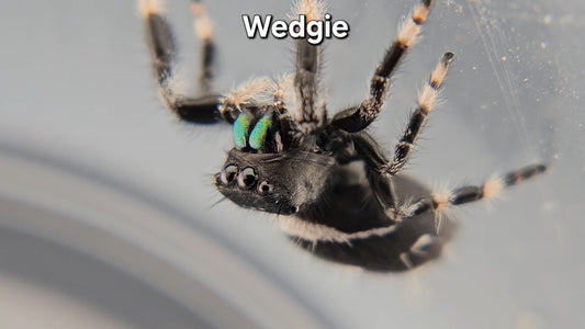 Wedgie - Male Regal