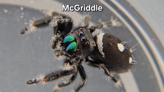 McGriddle - Male Regal