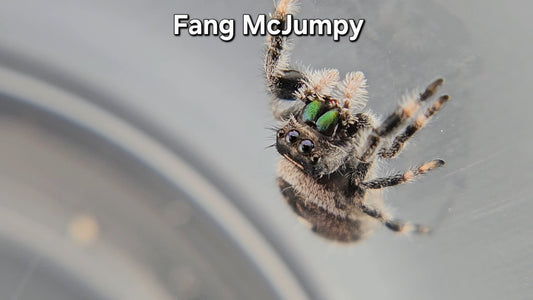 Fang McJumpy - Male Regal