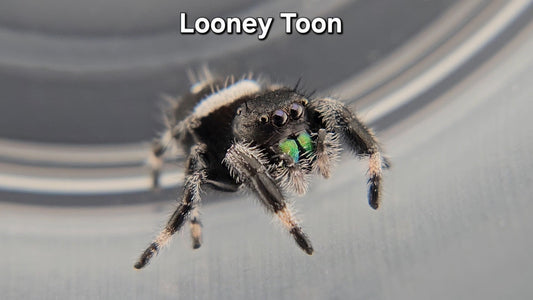 Looney Toon - Male Regal