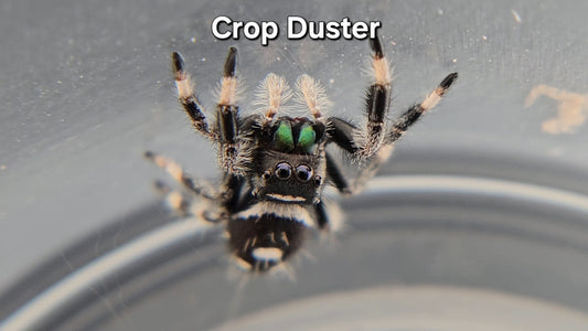Crop Duster - Male Regal