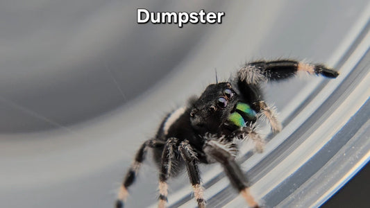 Dumpster - Male Regal