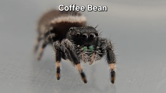 Coffee Bean - Male Regal