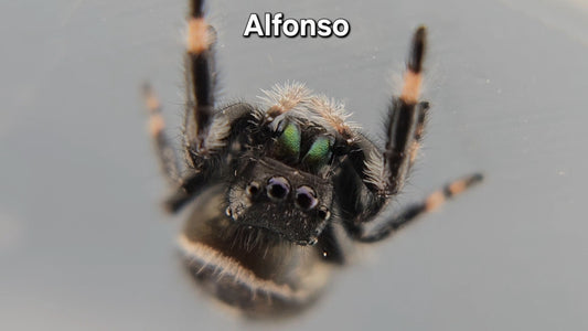 Alfonso