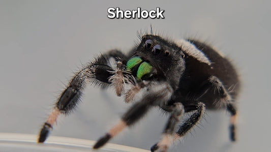 Sherlock - Male Regal