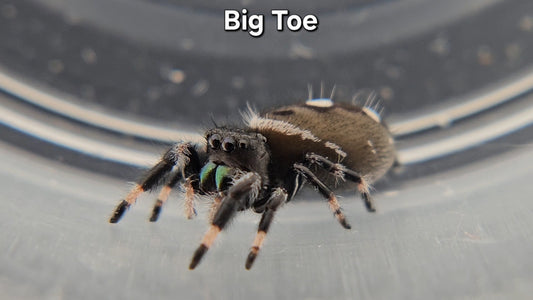 Big Toe - Male Regal