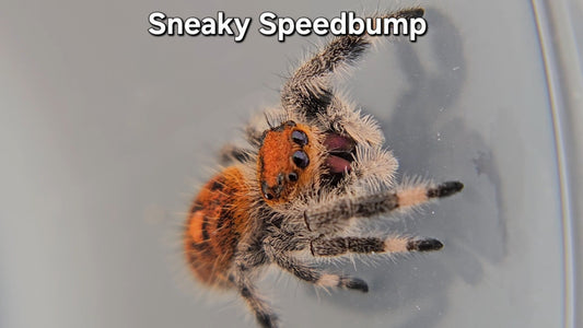 Sneaky Speedbump - Female Regal