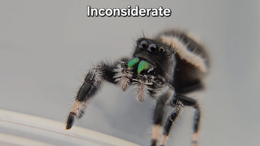 Inconsiderate - Male Regal