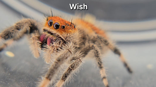 Wish - Female Regal