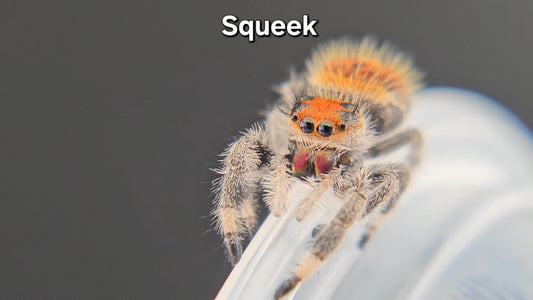 Squeek - Female Regal