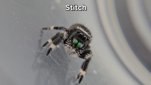 Stitch - Male Regal