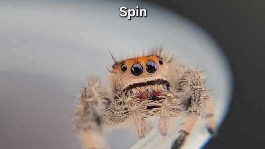 Spin - Female Regal