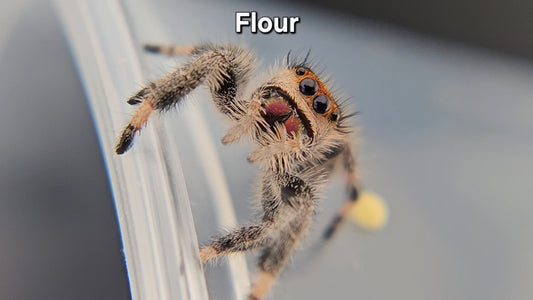 Flour - Female Regal