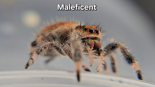 Maleficent - Female Regal