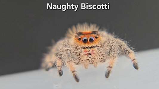 Naughty Biscotti - Female Regal