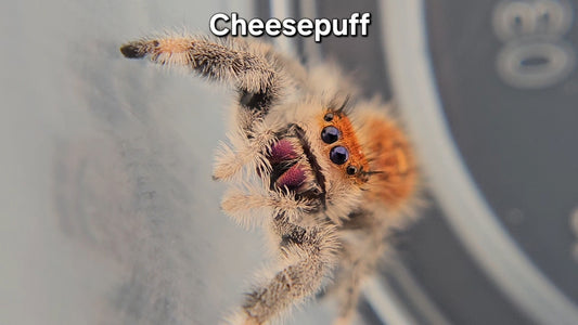 Cheesepuff - Female Regal