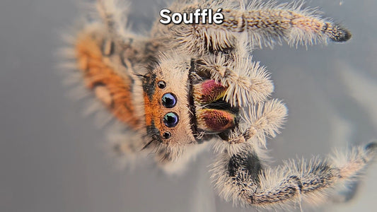 Soufflé - Female Regal