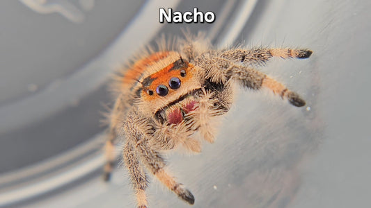 Nacho - Female Regal