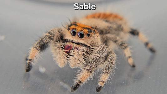 Sable - Female Regal