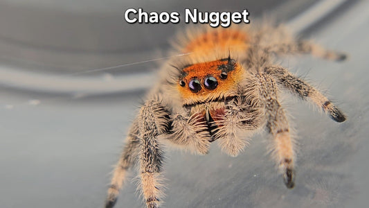Chaos Nugget - Female Regal