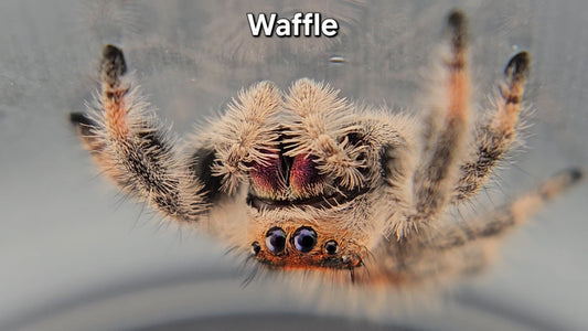 Waffle - Female Regal