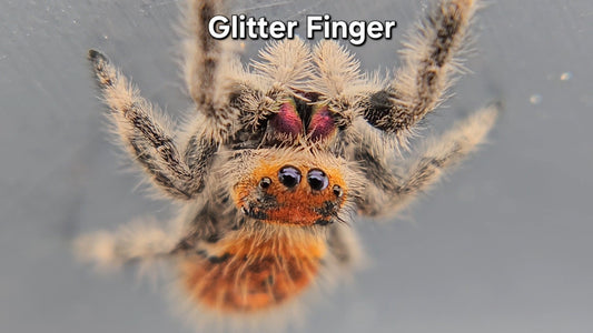 Glitter Finger - Female Regal