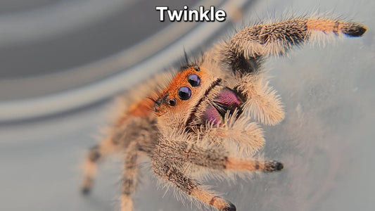 Twinkle - Female Regal