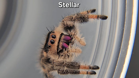 Stellar - Female Regal