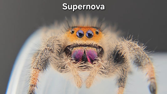 Supernova - Female Regal