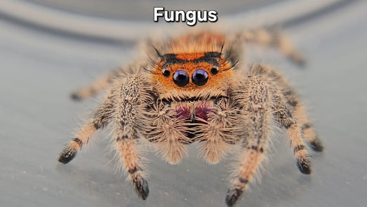 Fungus - Female Regal