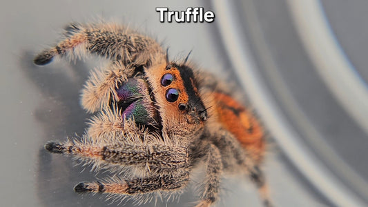 Truffle - Female Regal