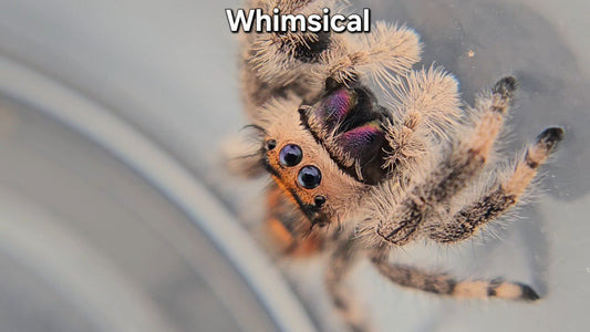 Whimsical - Female Regal