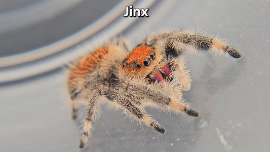 Jinx - Female Regal