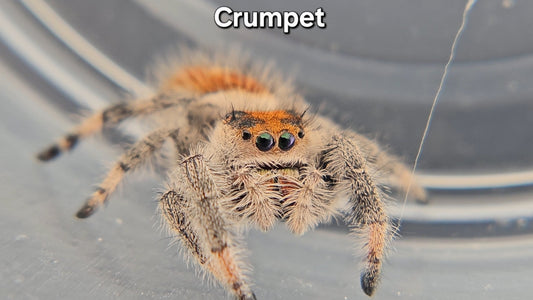 Crumpet - Female Regal