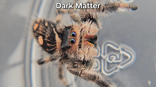 Dark Matter - Female Regal