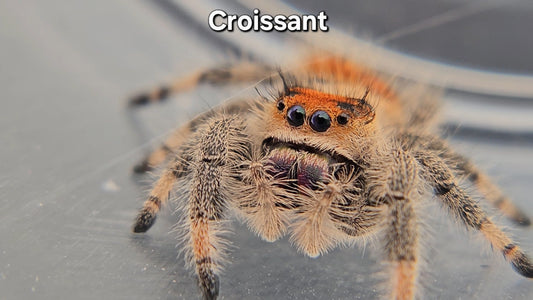 Croissant - Female Regal