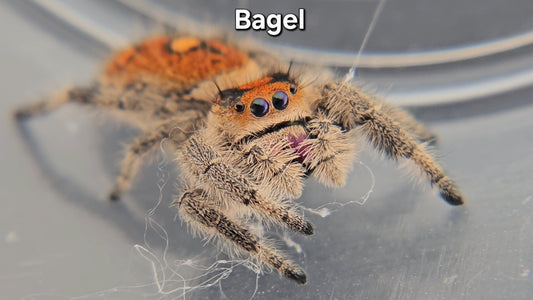 Bagel - Female Regal