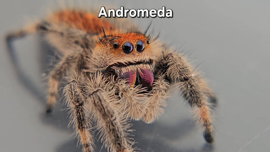 Andromeda - Female Regal