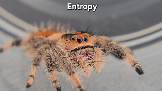 Entropy - Female Regal