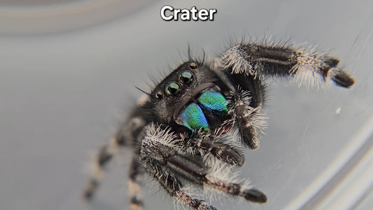 Crater - Male Regal